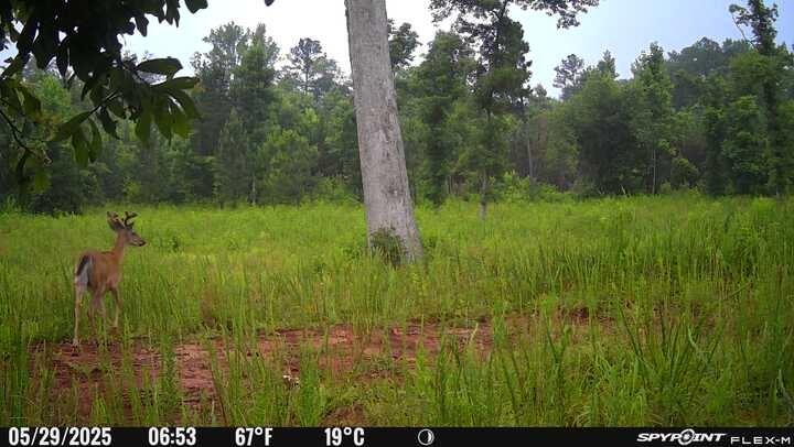 0 Macedonia Church Road Hamilton, GA 31811 - Photo 42 of 44 Gallery Image 42