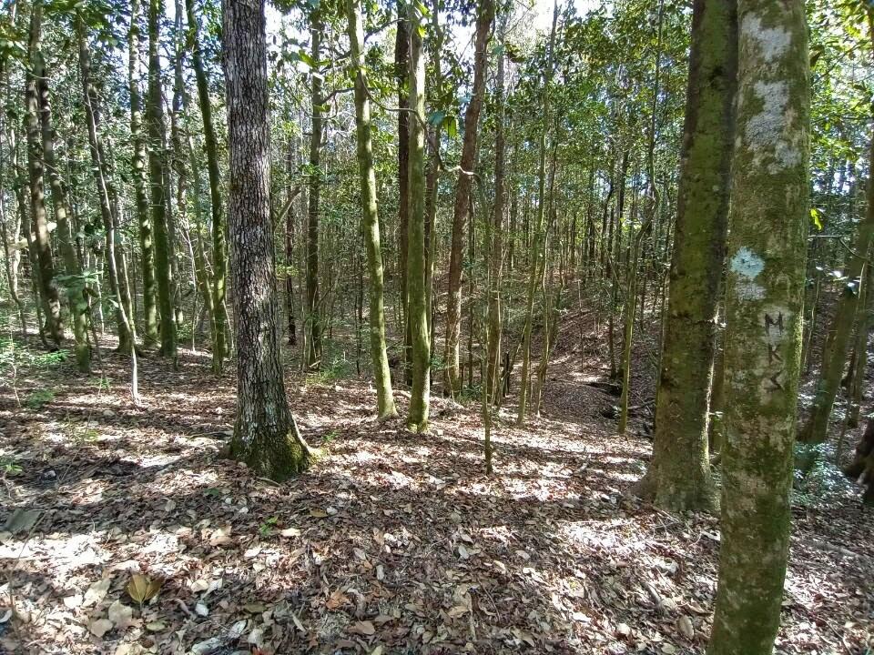 1606 Boy Scout Road DeFuniak Springs, FL 32435 - Photo 6 of 33 a view of forest