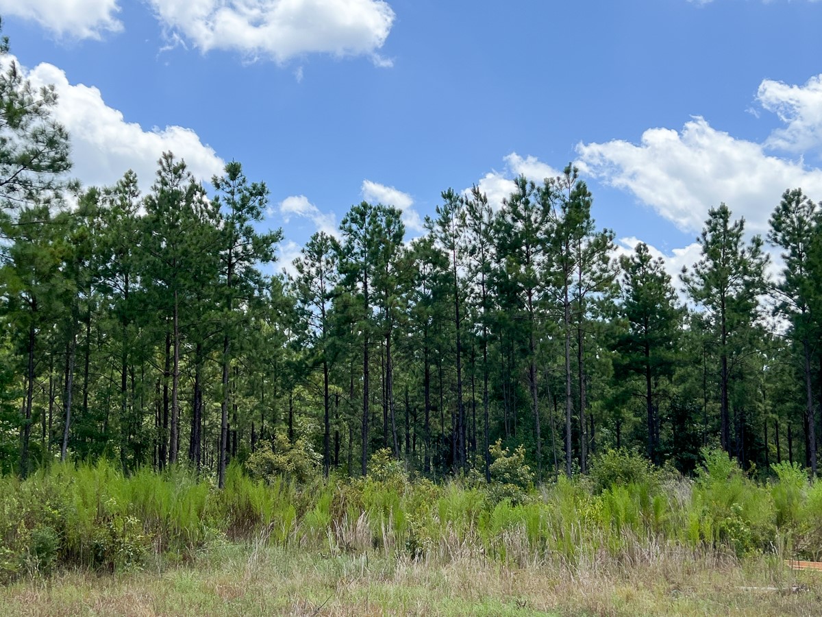 1 County Road 1420 Warren, TX 77664 - Photo 15 of 15 a view of a bunch of trees in a field