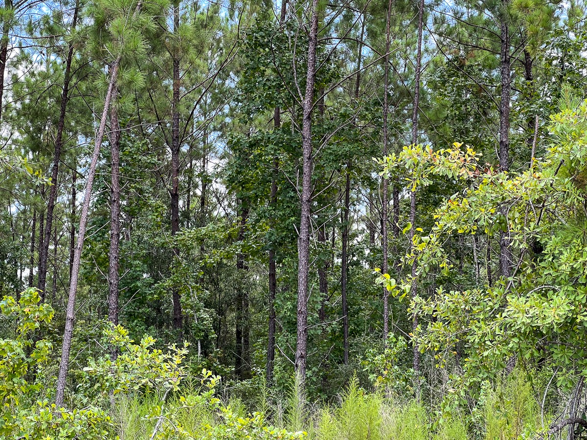 1 County Road 1420 Warren, TX 77664 - Photo 8 of 15 a view of a lush green forest