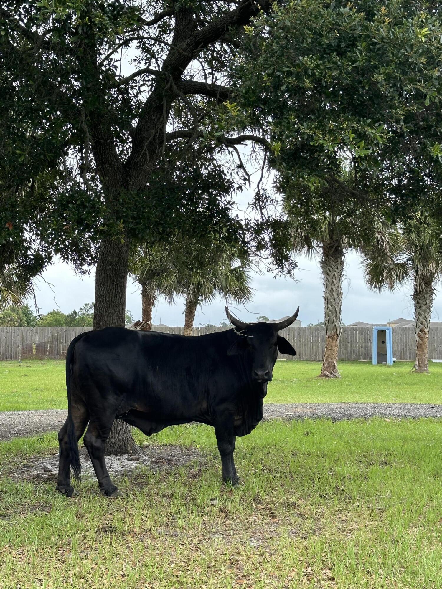 4715 Blossom Ridge Place Grant, FL 32949 - Photo 14 of 67 IMG_7858