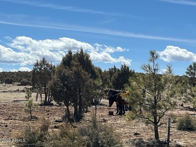 2670 Lodge Loop Overgaard, AZ 85933 - Photo 14 of 20 back yard is the national forest and wil