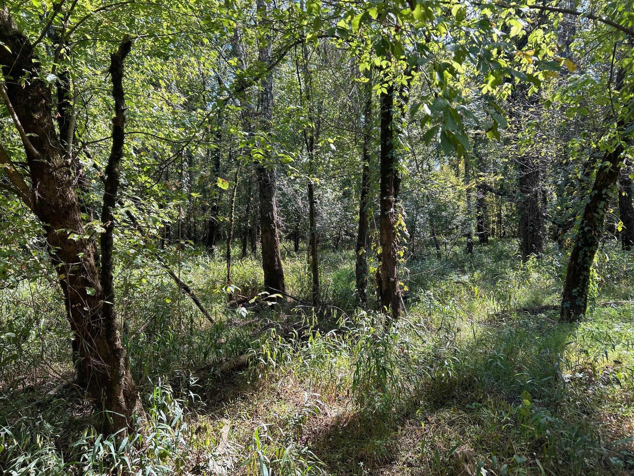 5945 Athens Road Delano, TN 37325 - Photo 36 of 40