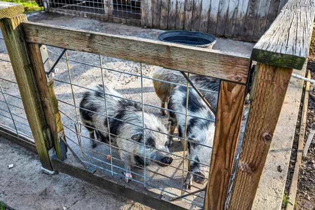 a view of a park with large trees