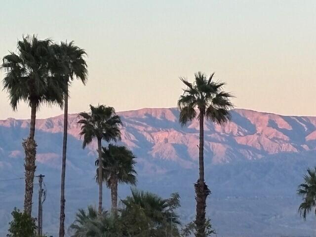 49305 Highway 74, Unit 109 Palm Desert, CA 92260 - Photo 50 of 52 a view of a palm tree with a palm tree