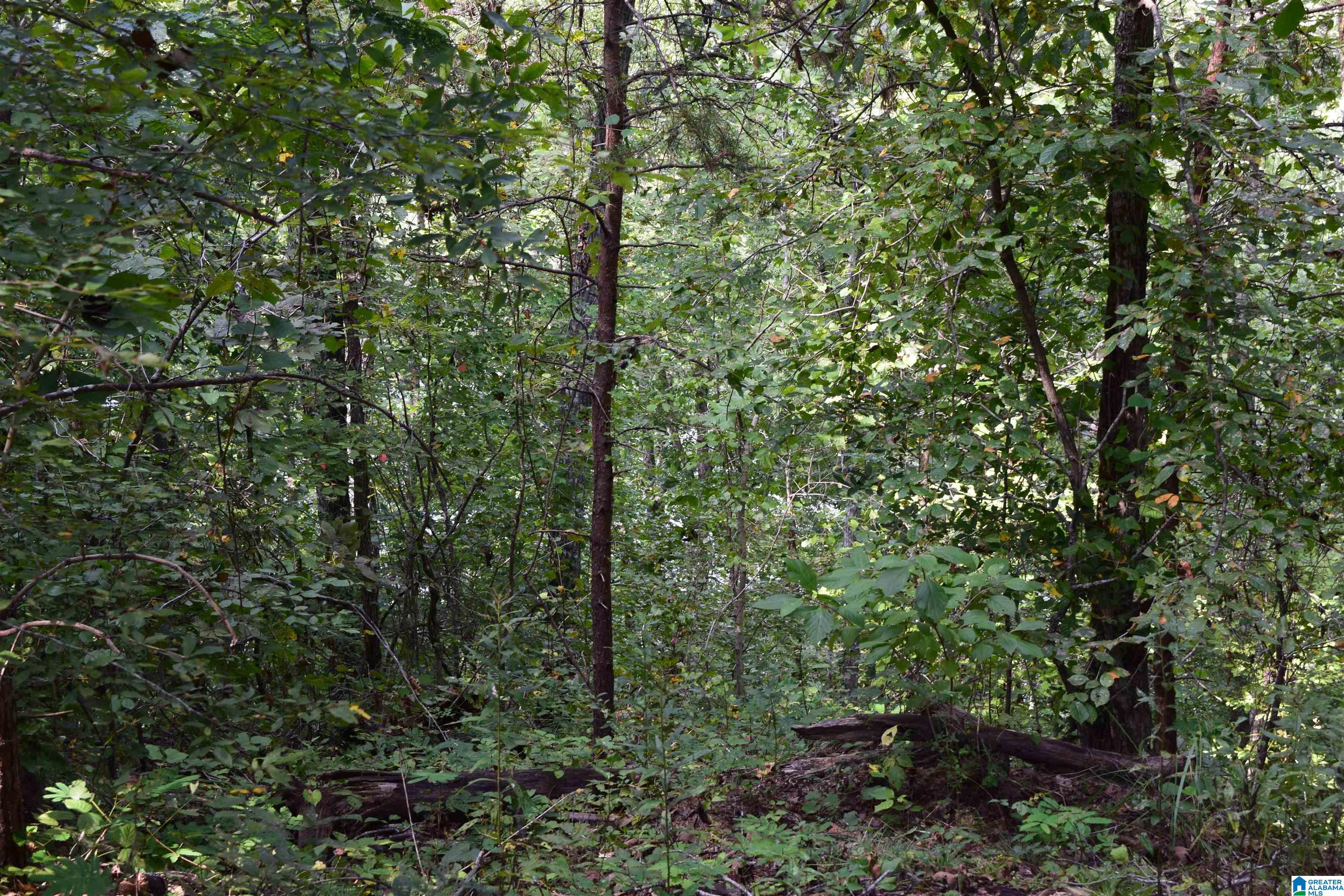 919 County Road Clanton, AL 35046 - Photo 7 of 8