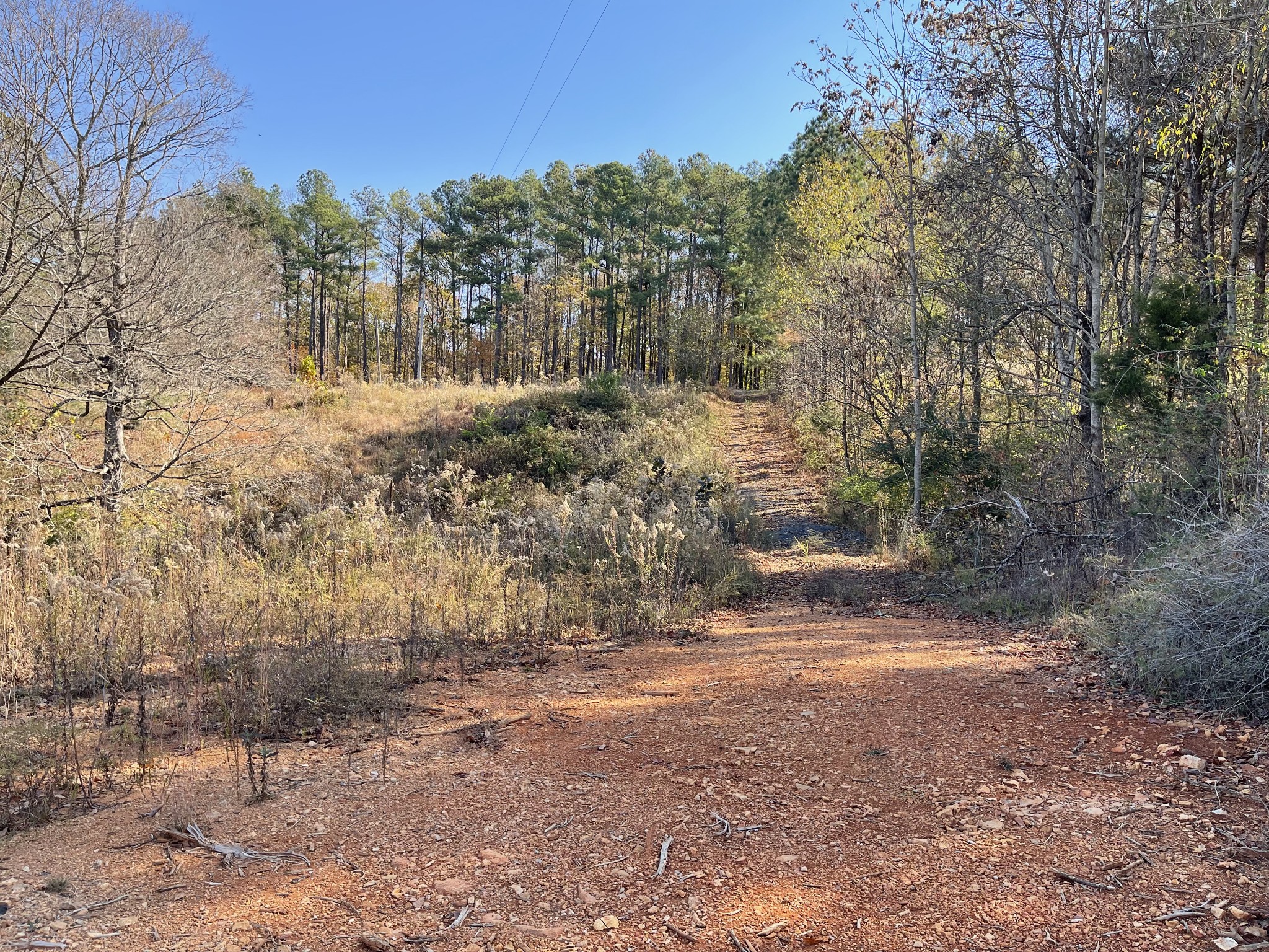 4081 Chestnut Ridge Road Santa Fe, TN 38482 - Photo 6 of 9 a view of a yard with a tree
