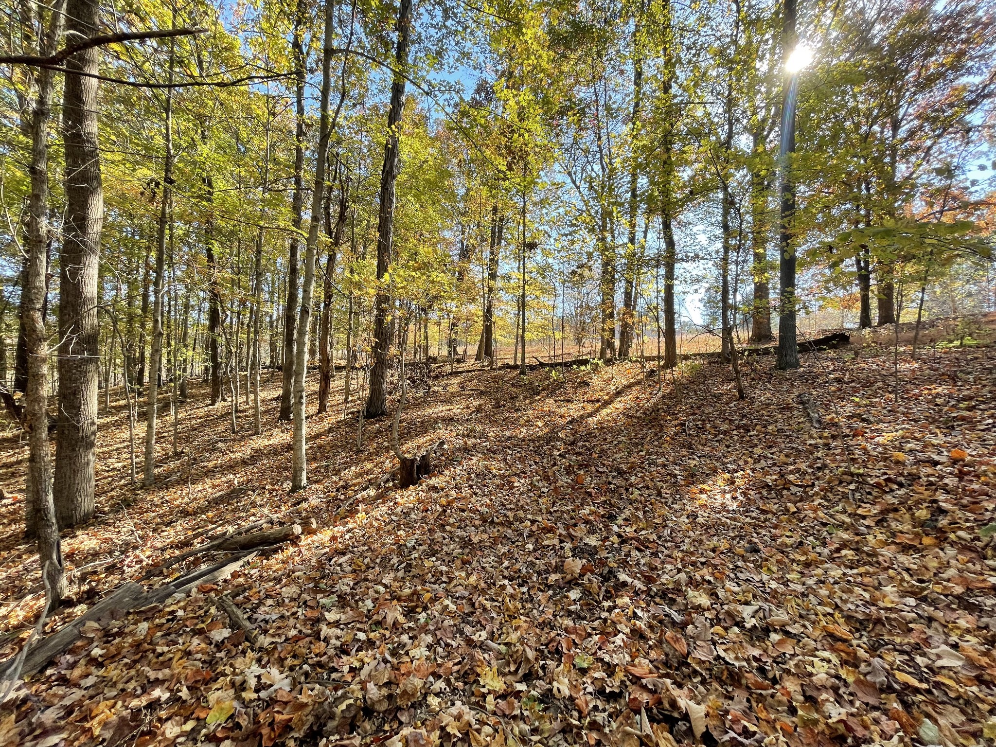 4081 Chestnut Ridge Road Santa Fe, TN 38482 - Photo 7 of 9 a view of a yard with plants and trees