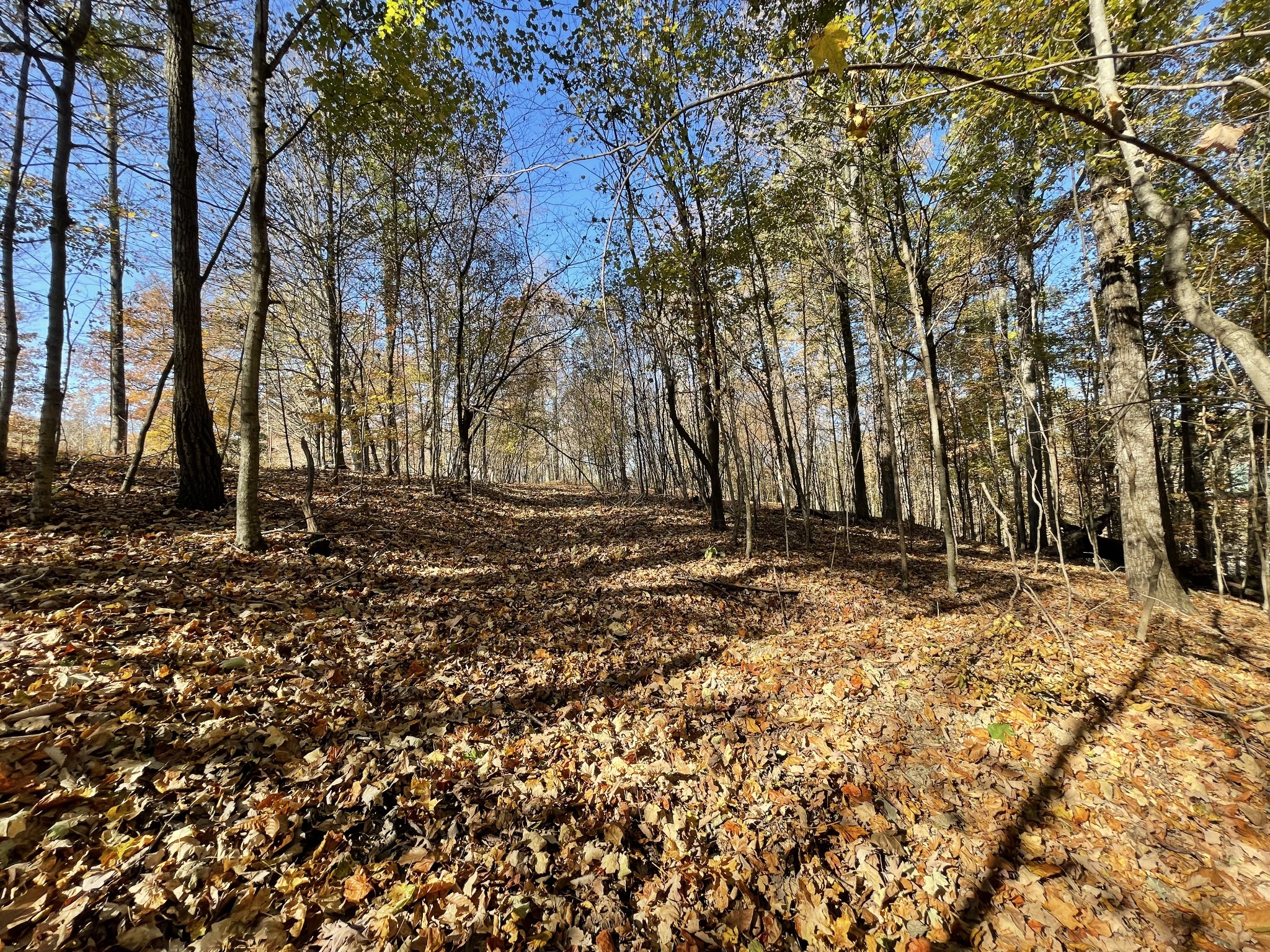 4081 Chestnut Ridge Road Santa Fe, TN 38482 - Photo 8 of 9 a backyard of a house with lots of green space
