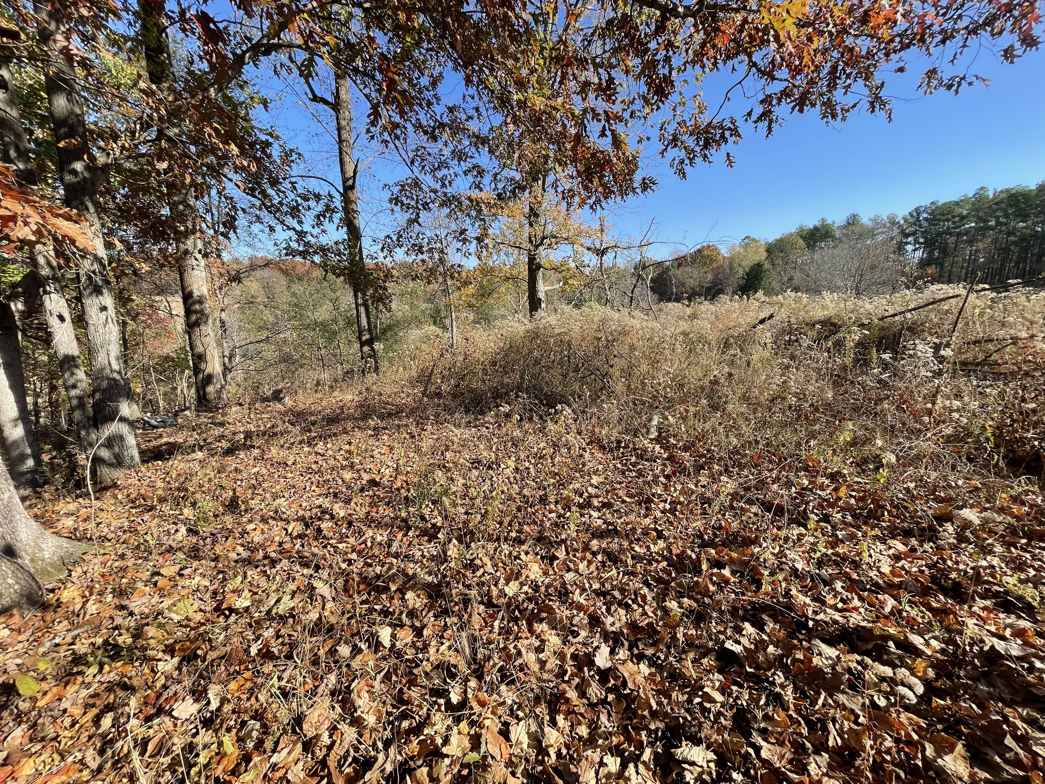 4081 Chestnut Ridge Road Santa Fe, TN 38482 - Photo 9 of 9 a view of a yard with a tree