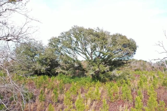 $566,250 | Xx Xx Greensboro Highway, Quincy, FL 32351