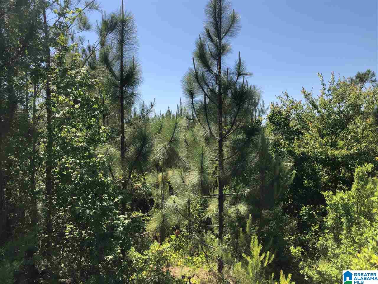 119-acres Double Branch Road, Unit 119 ACRES Marion, AL 36756 - Photo 7 of 26