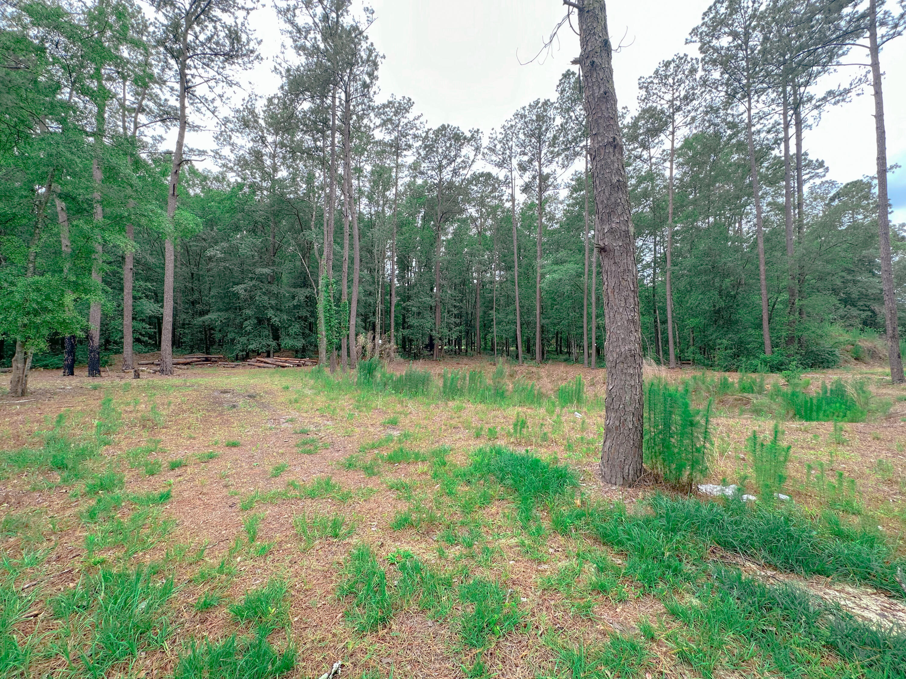 1745 Sandridge Road Dorchester, SC 29437 - Photo 53 of 59 B2DDB9A3-ECEF-4AFD-B77B-0DE798C62AD9