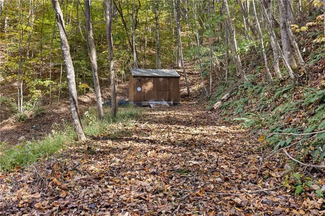 a view of a forest with a tree