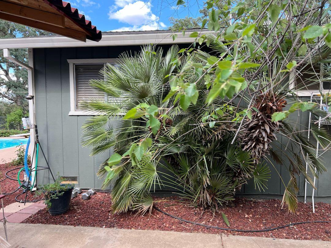 9733 Hidden Lane Palo Cedro, CA 96073 - Photo 43 of 63 a plant is in front of a house