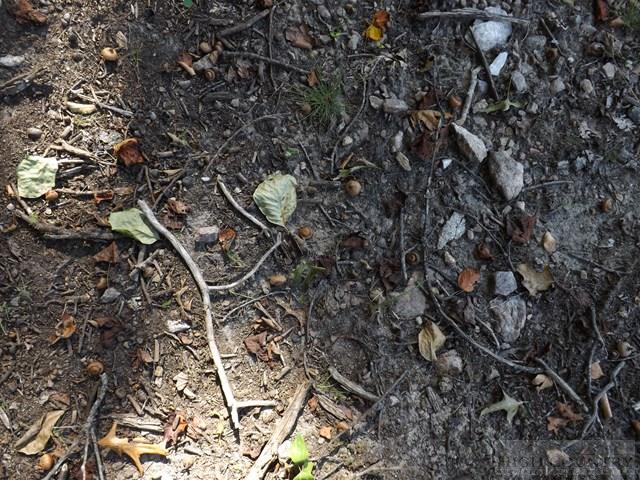 Duncan Ridge Road Sparta, NC 28675 - Photo 7 of 11