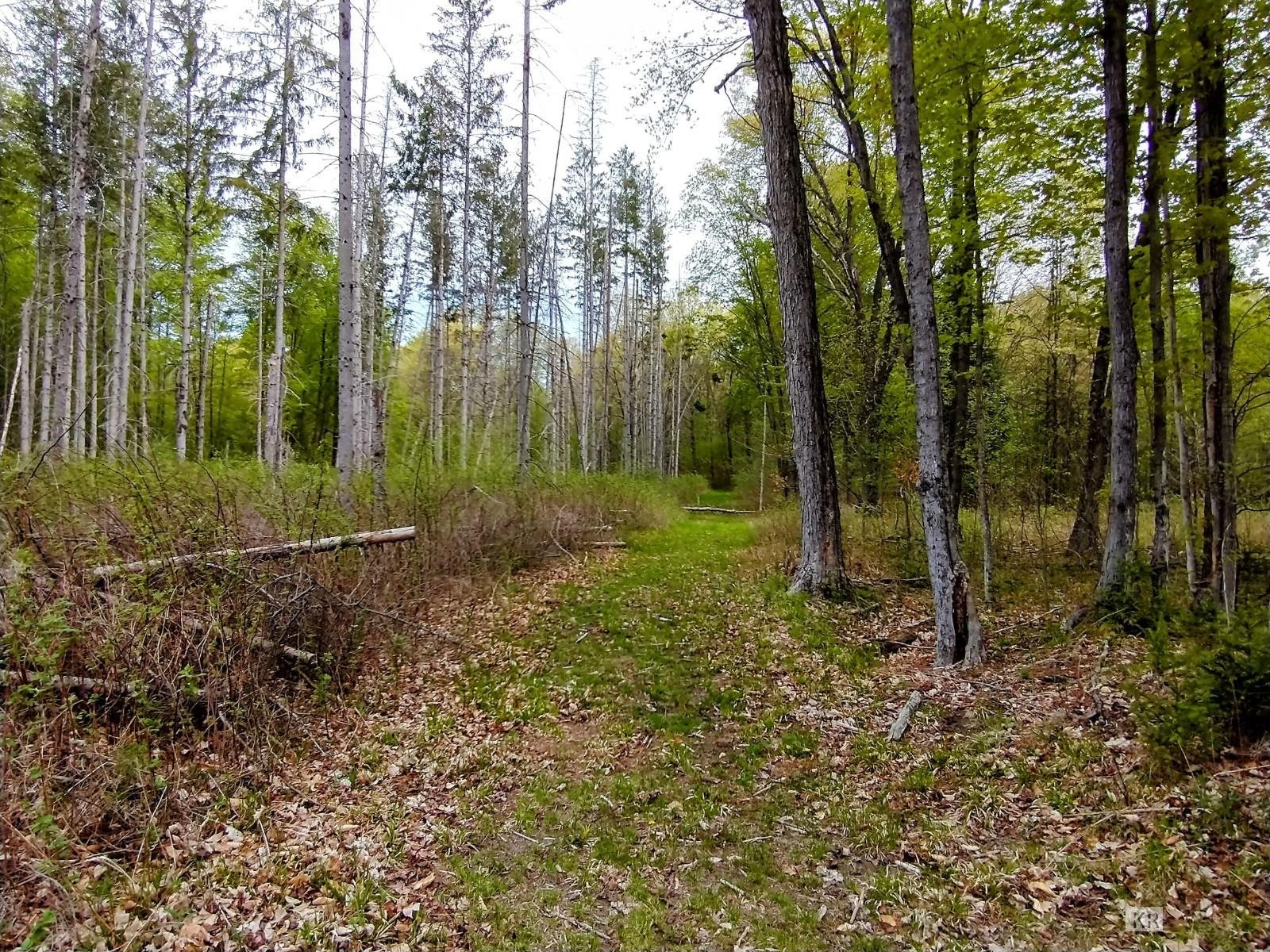 12451 Maple Valley Road Gladwin, MI 48624 - Photo 42 of 95