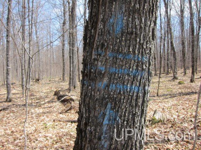Four 4 Corners Road Crystal Falls, MI 49920 - Photo 7 of 17