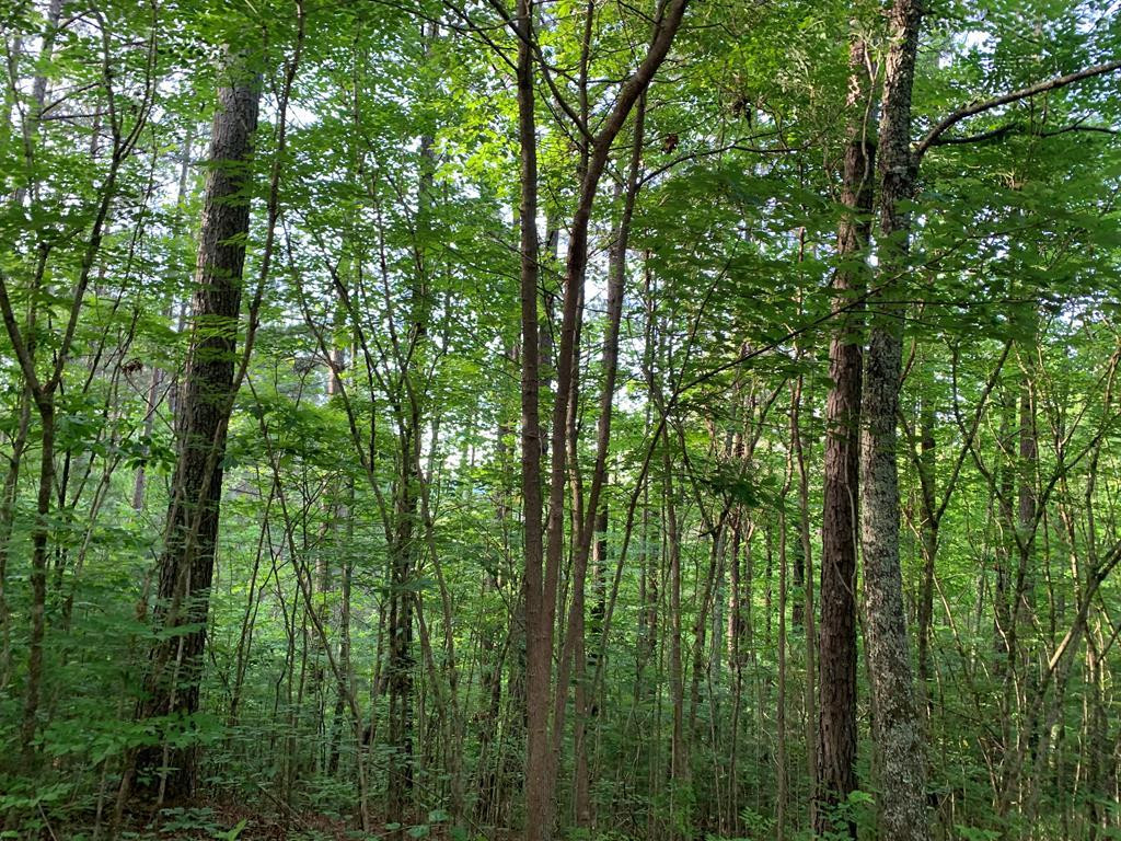 Lot 43 Kestrel Ridge Circle Murphy, NC 28906 - Photo 2 of 24 Gallery Image 2