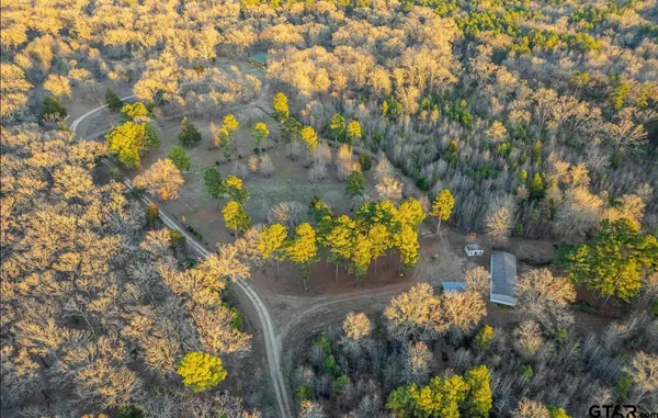 a view of a tree with a yard