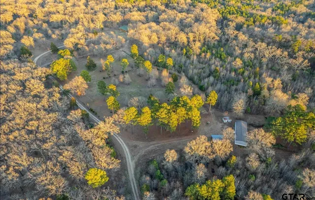 a view of a tree with a yard