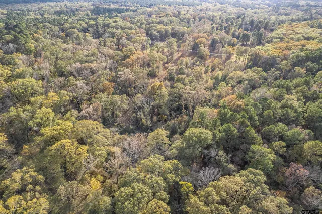 a view of a yard with plants and large trees