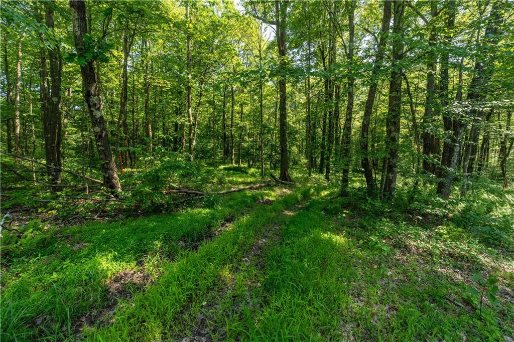 552 Chalk Hill-Ohiopyle Road Ohiopyle, PA 15470 - Photo 10 of 15 a view of a lush green forest