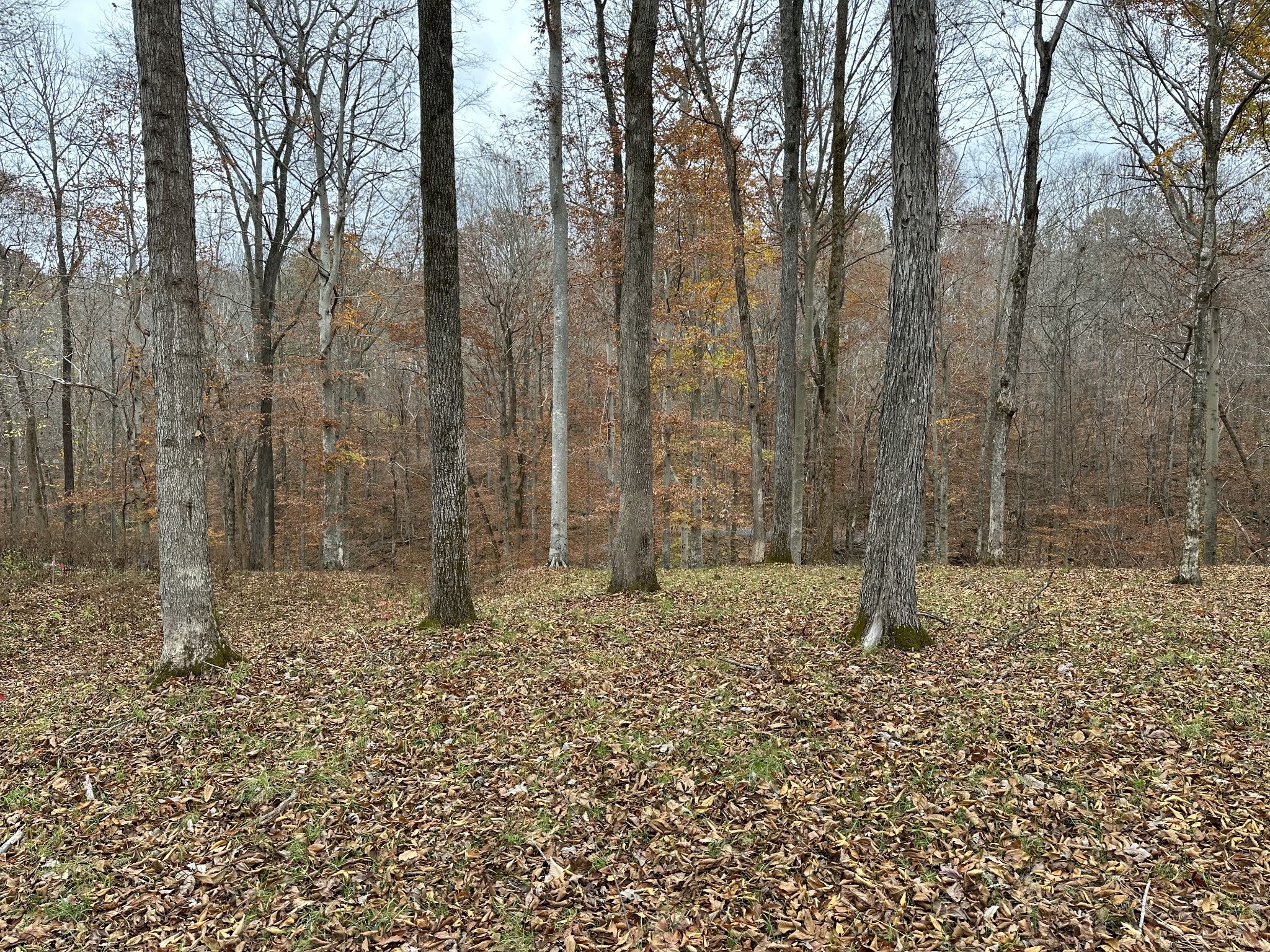 0 Doug Thompson Road Franklin, TN 37064 - Photo 21 of 34 a backyard of a house with lots of green space