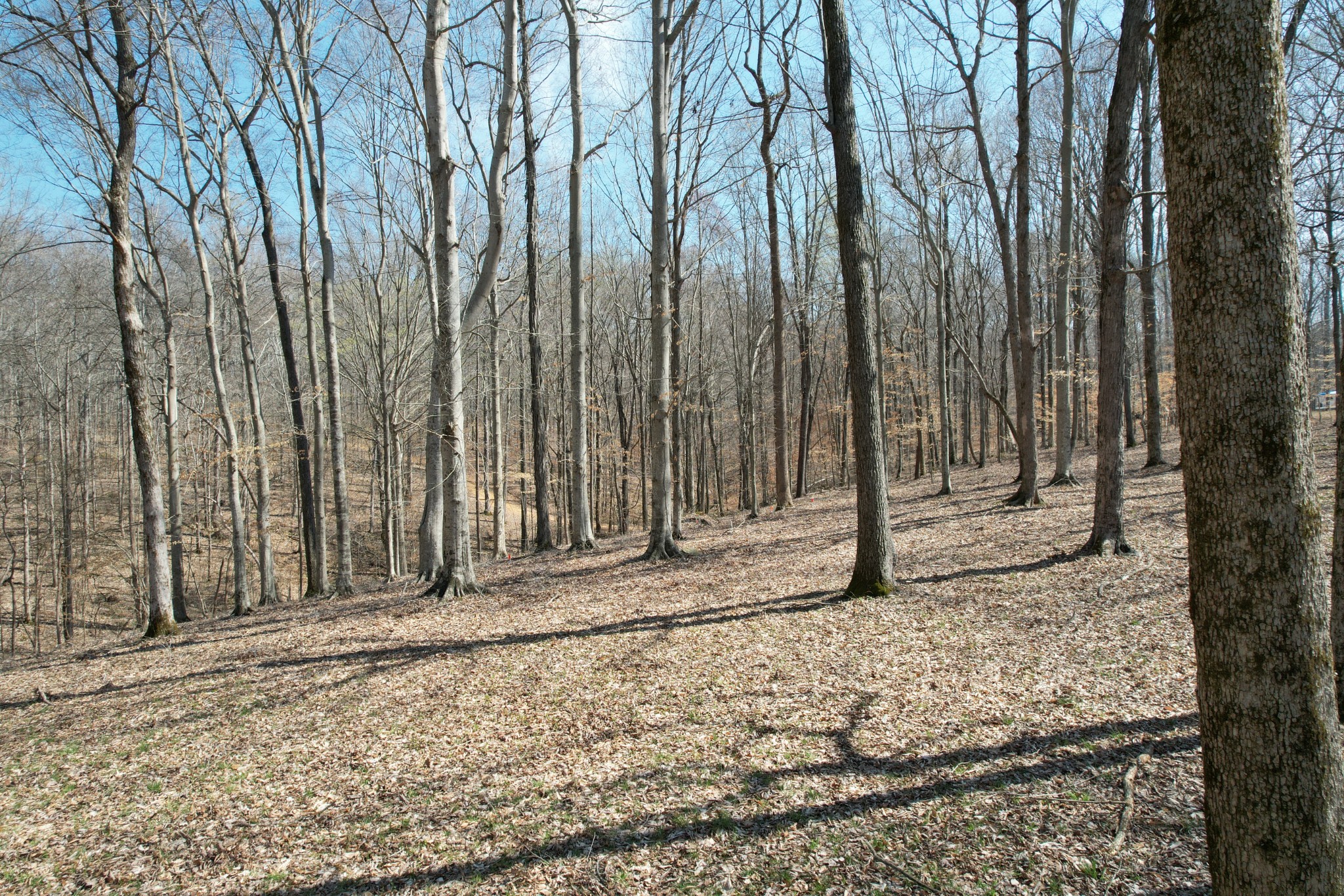 0 Doug Thompson Road Franklin, TN 37064 - Photo 23 of 34 a view of a backyard with trees
