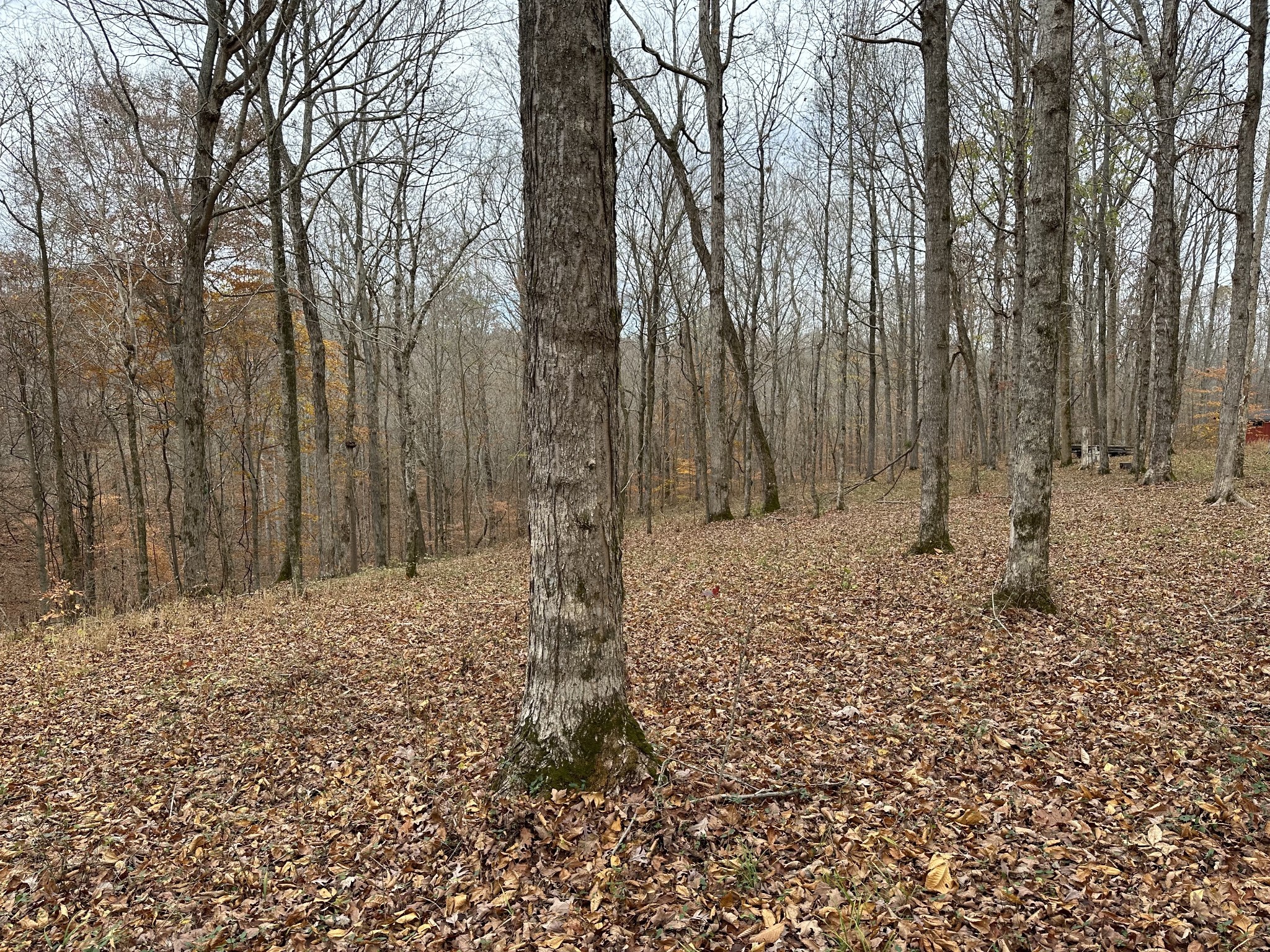 0 Doug Thompson Road Franklin, TN 37064 - Photo 26 of 34 a view of a backyard of the house