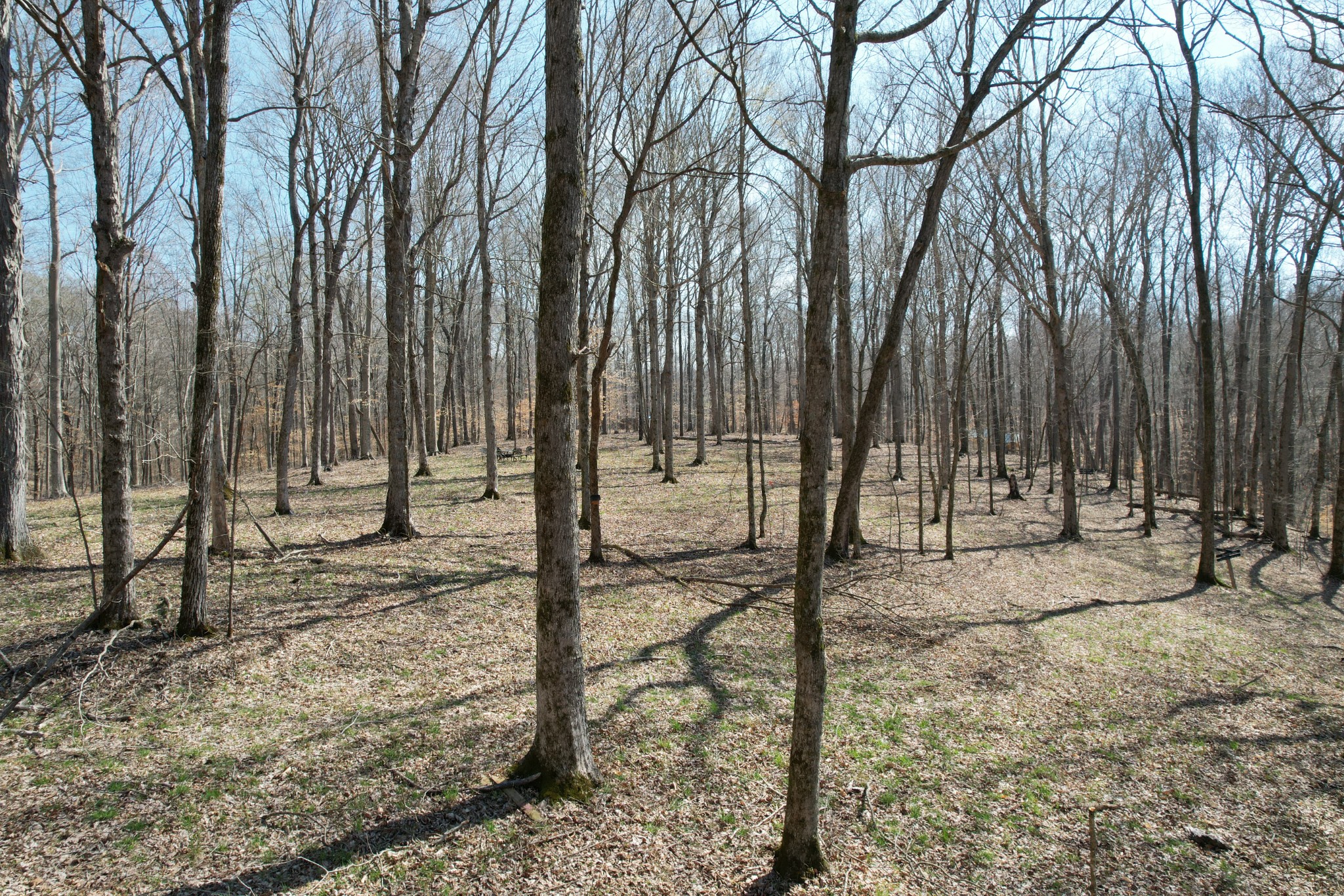 0 Doug Thompson Road Franklin, TN 37064 - Photo 7 of 34 a view of a forest filled with trees
