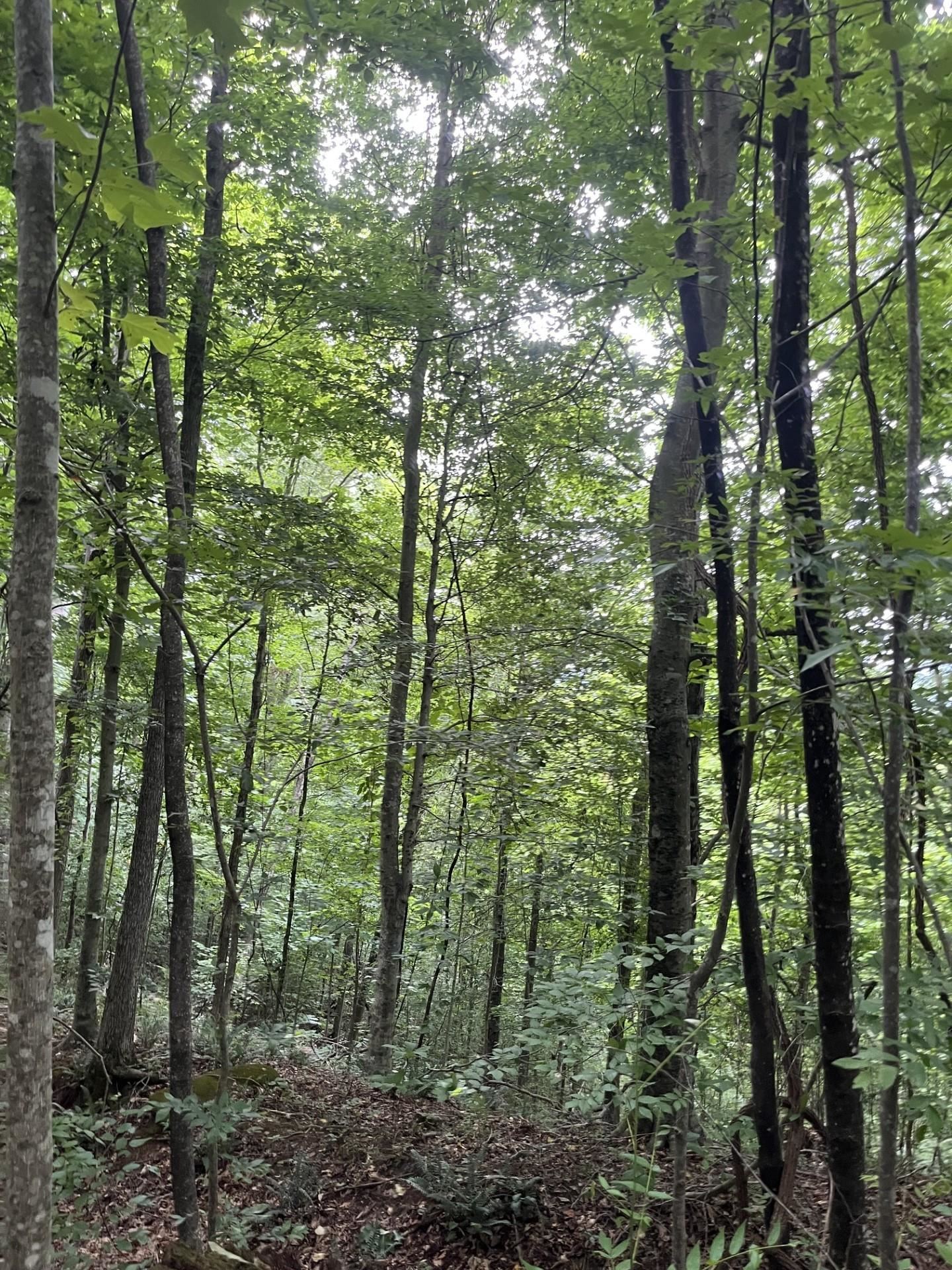 899 East L Smith Road Monroe, TN 38573 - Photo 16 of 18