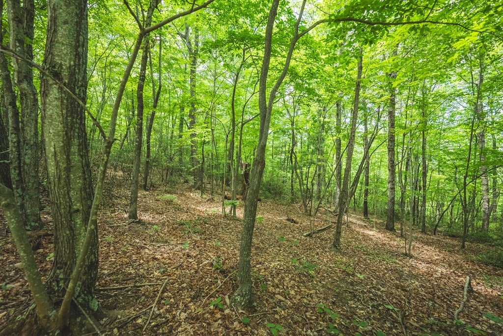 Tbd Lee Elgin Road, Unit 481797D Woolwine, VA 24185 - Photo 5 of 10 Gallery Image 5