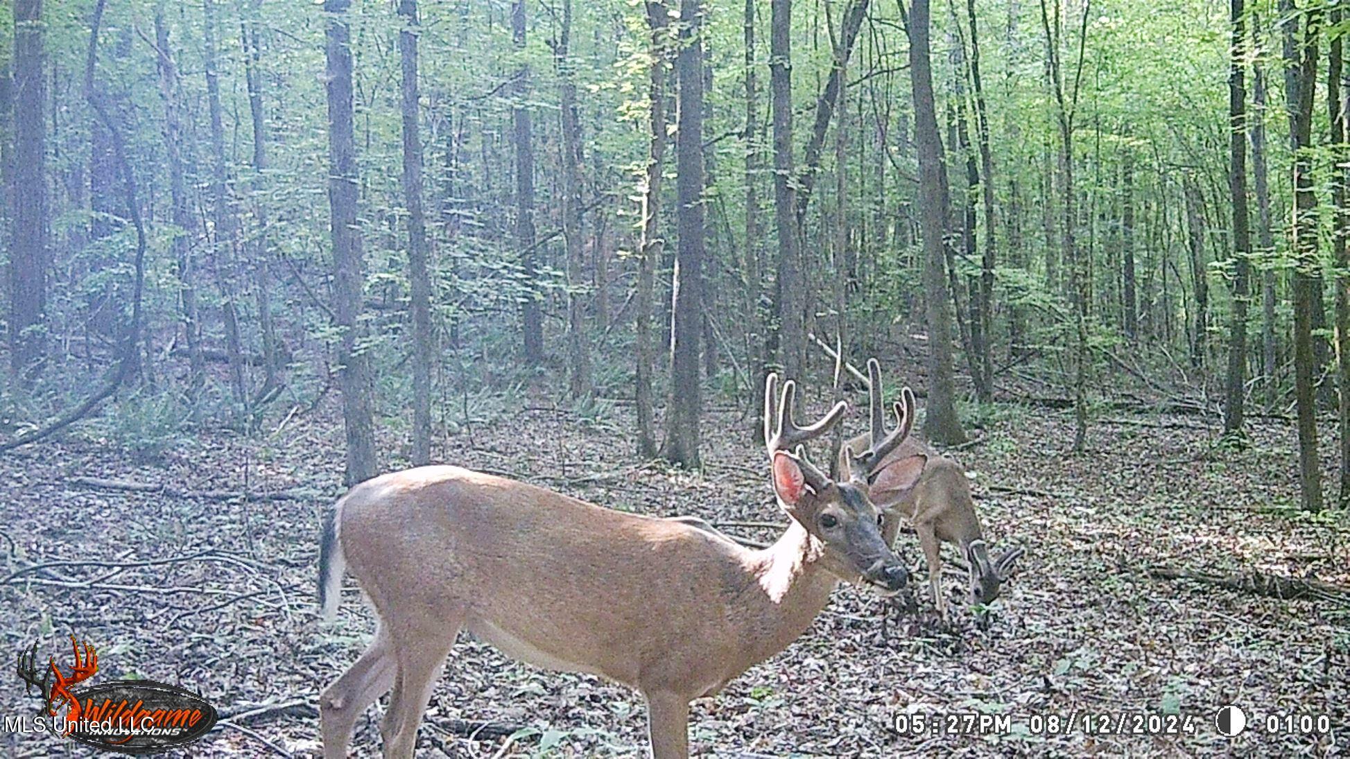 504 247th Road, Unit COUNTRY Bruce, MS 38915 - Photo 14 of 36 WGI_0100