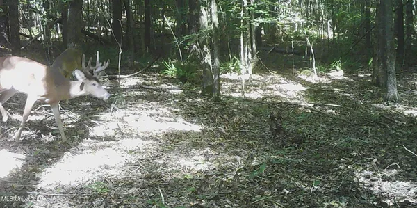 $99,500 | 504 247th Road, Unit COUNTRY, Bruce, MS 38915