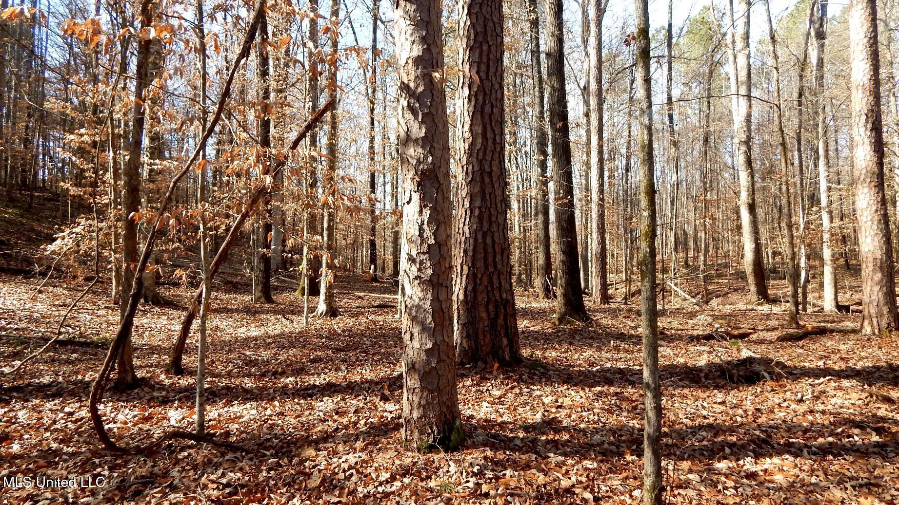 504 247th Road, Unit COUNTRY Bruce, MS 38915 - Photo 24 of 36 DSCN6583