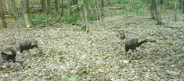 $99,500 | 504 247th Road, Unit COUNTRY, Bruce, MS 38915