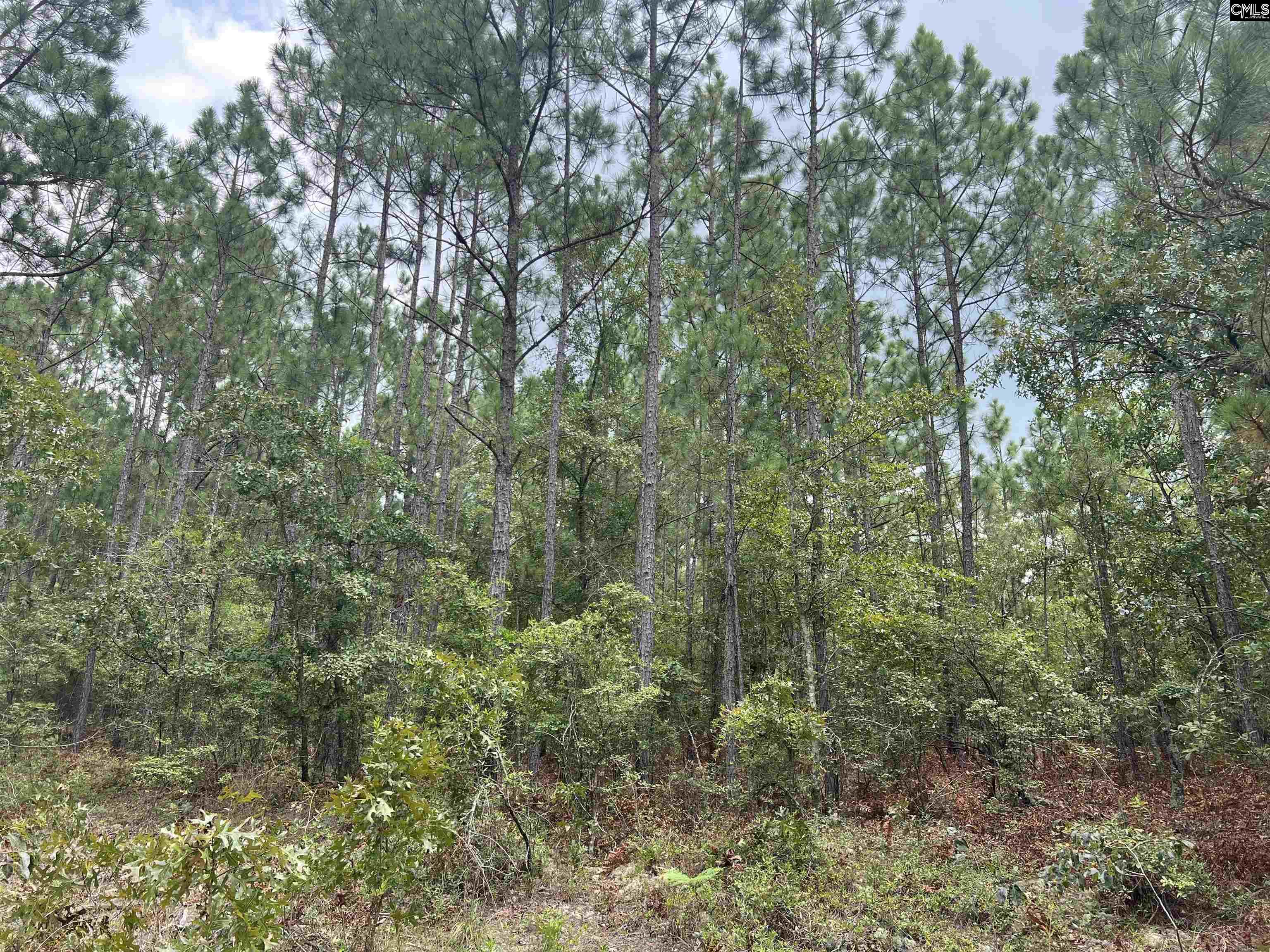 0 Cliff Road Pelion, SC 29123 - Photo 11 of 28