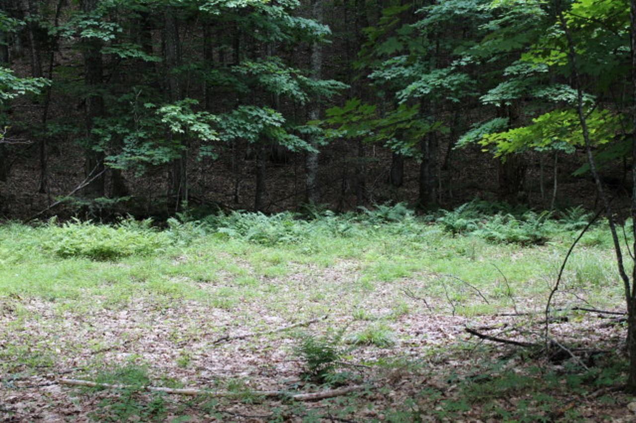 On Forest Lake Road, Unit 9 54 ACRES Land O'Lakes, WI 54540 - Photo 4 of 5 Gallery Image 4
