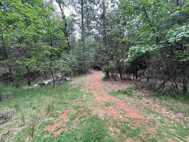 a view of a forest with trees in the background