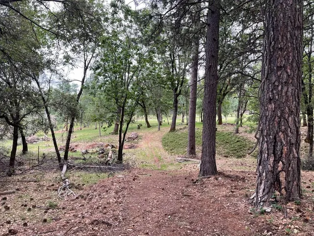 a view of a forest with trees