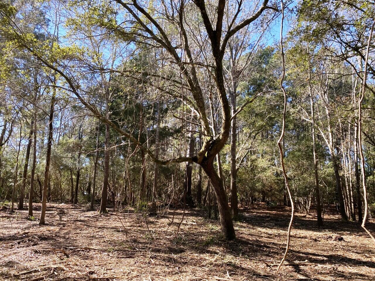 2 Long Island Road Meggett, SC 29449 - Photo 29 of 44 No HOA