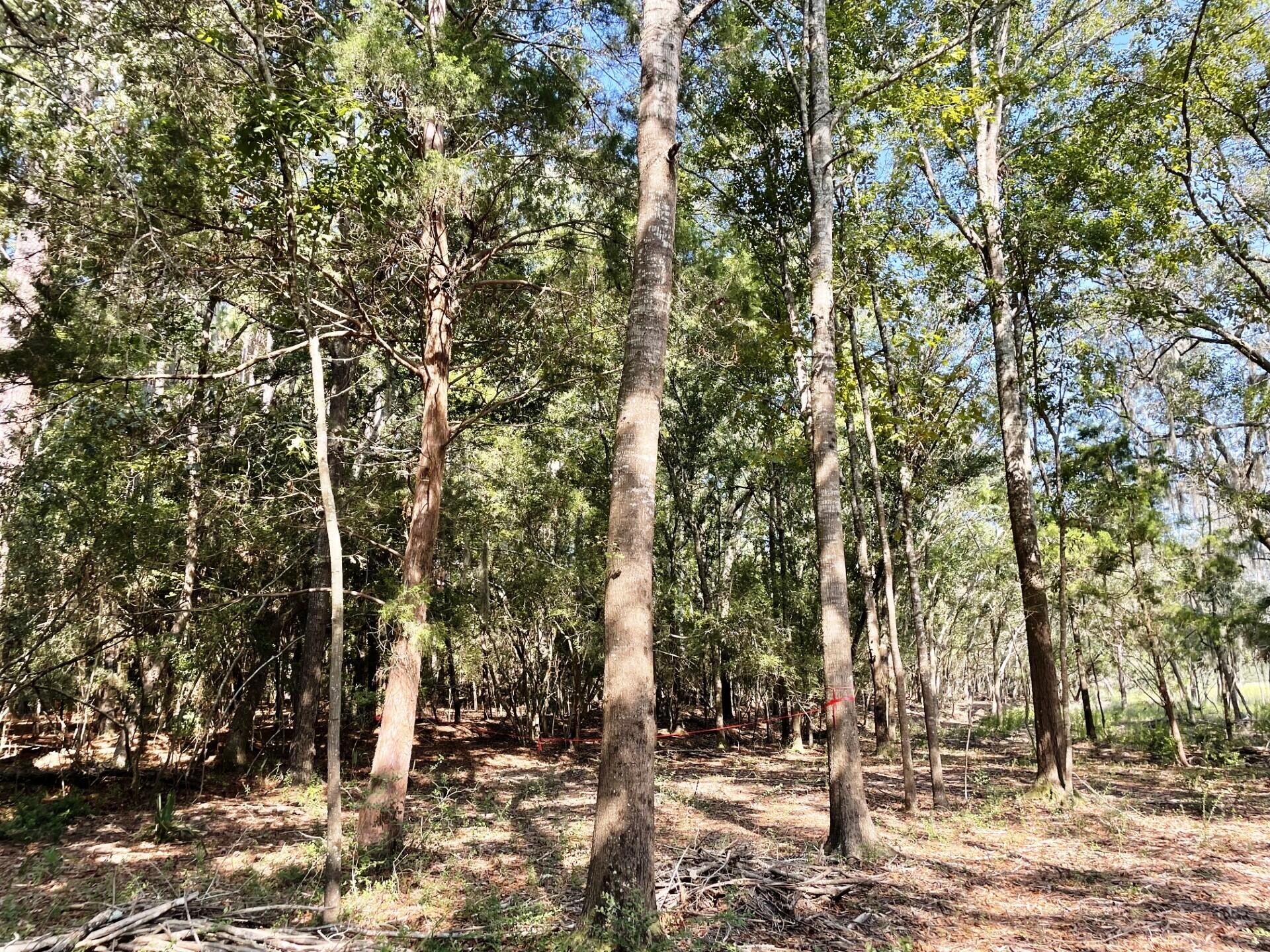 2 Long Island Road Meggett, SC 29449 - Photo 35 of 44 Wooded pic