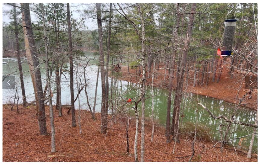 307 Superior Cove McCormick, SC 29835 - Photo 5 of 46 Bird Picture