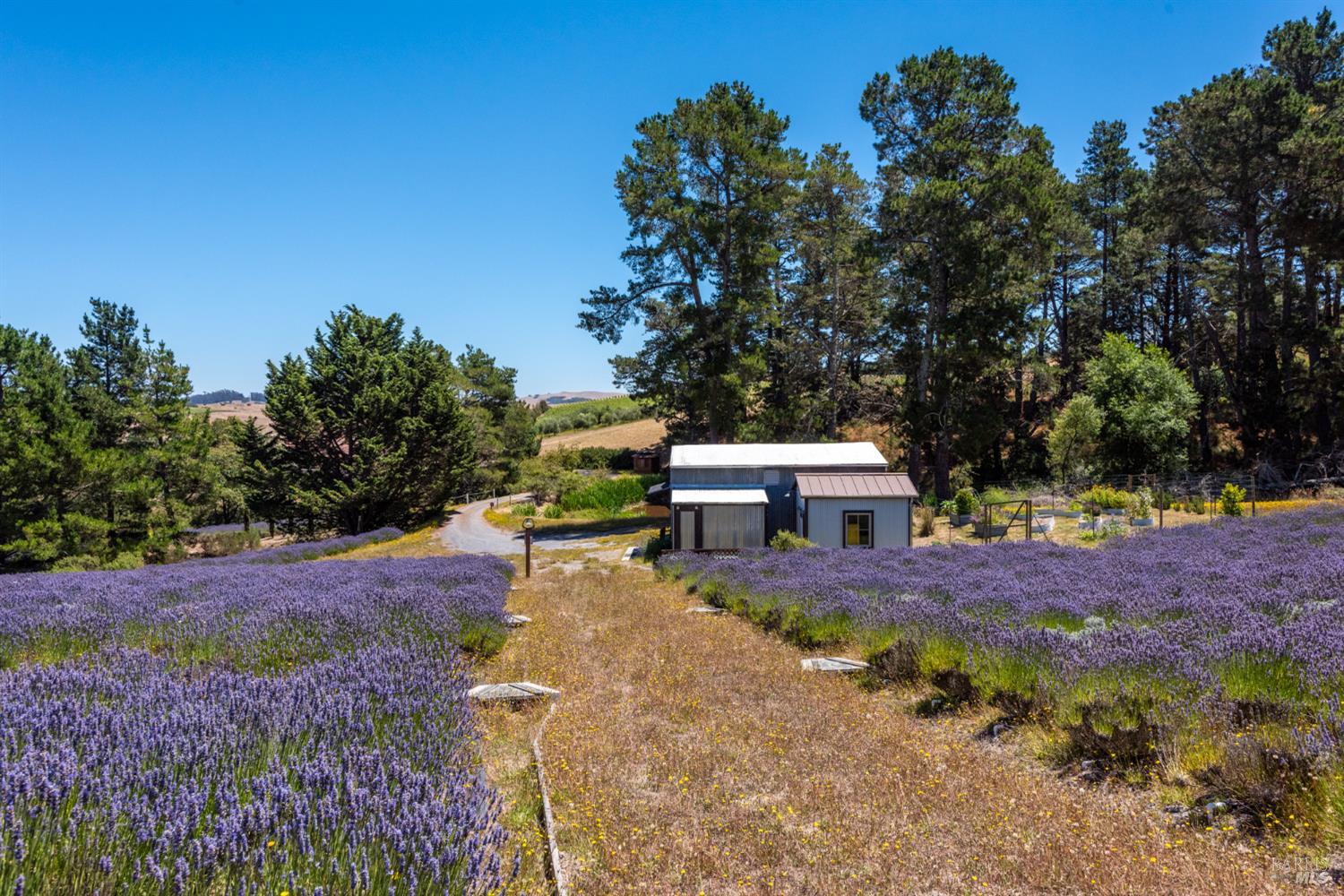 3518 Bloomfield Road Sebastopol, CA 95472 - Photo 69 of 88