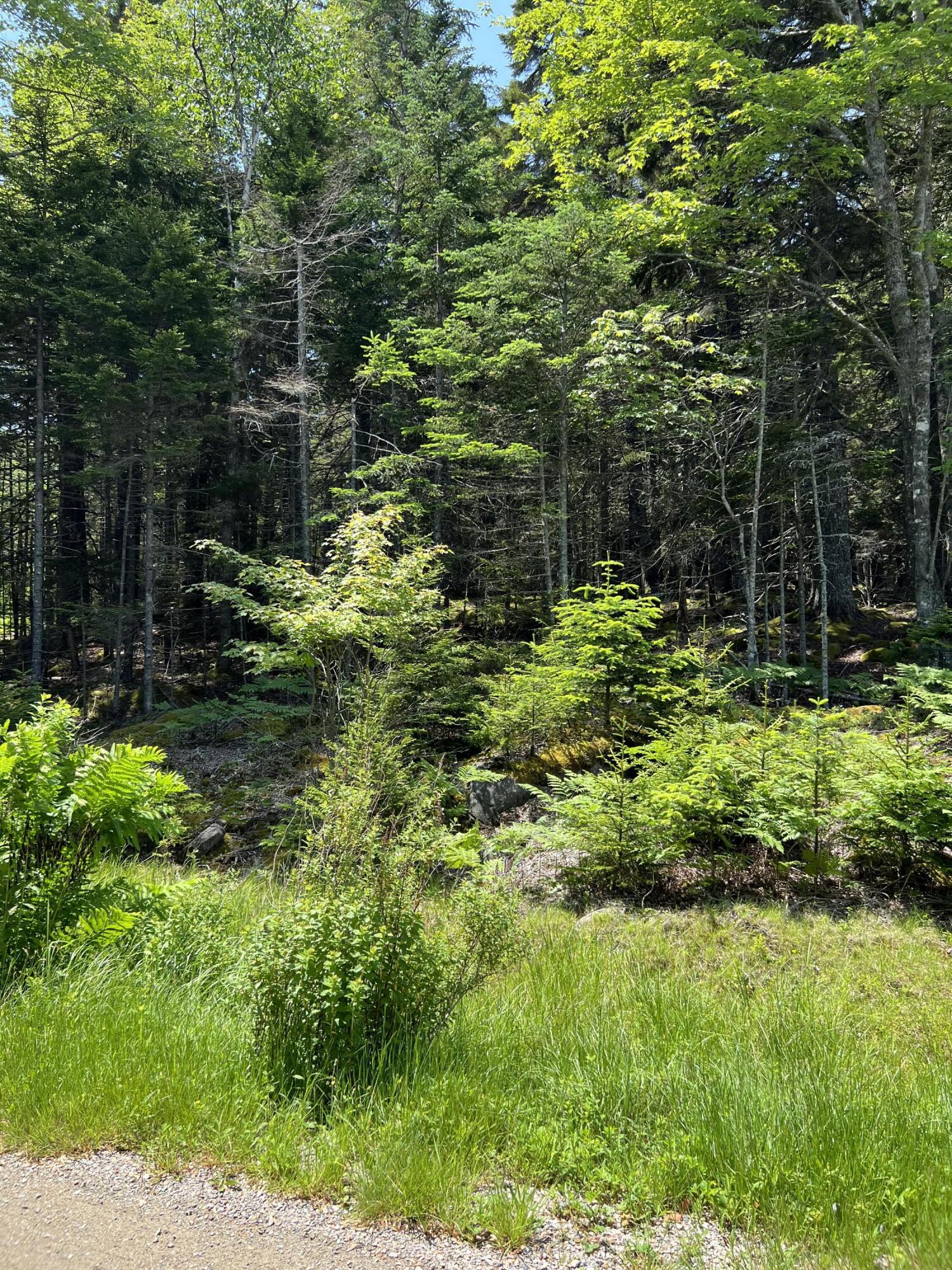 45 Goose Pond Road Swans Island, ME 04685 - Photo 11 of 44 Beautiful Island Lot for Sale