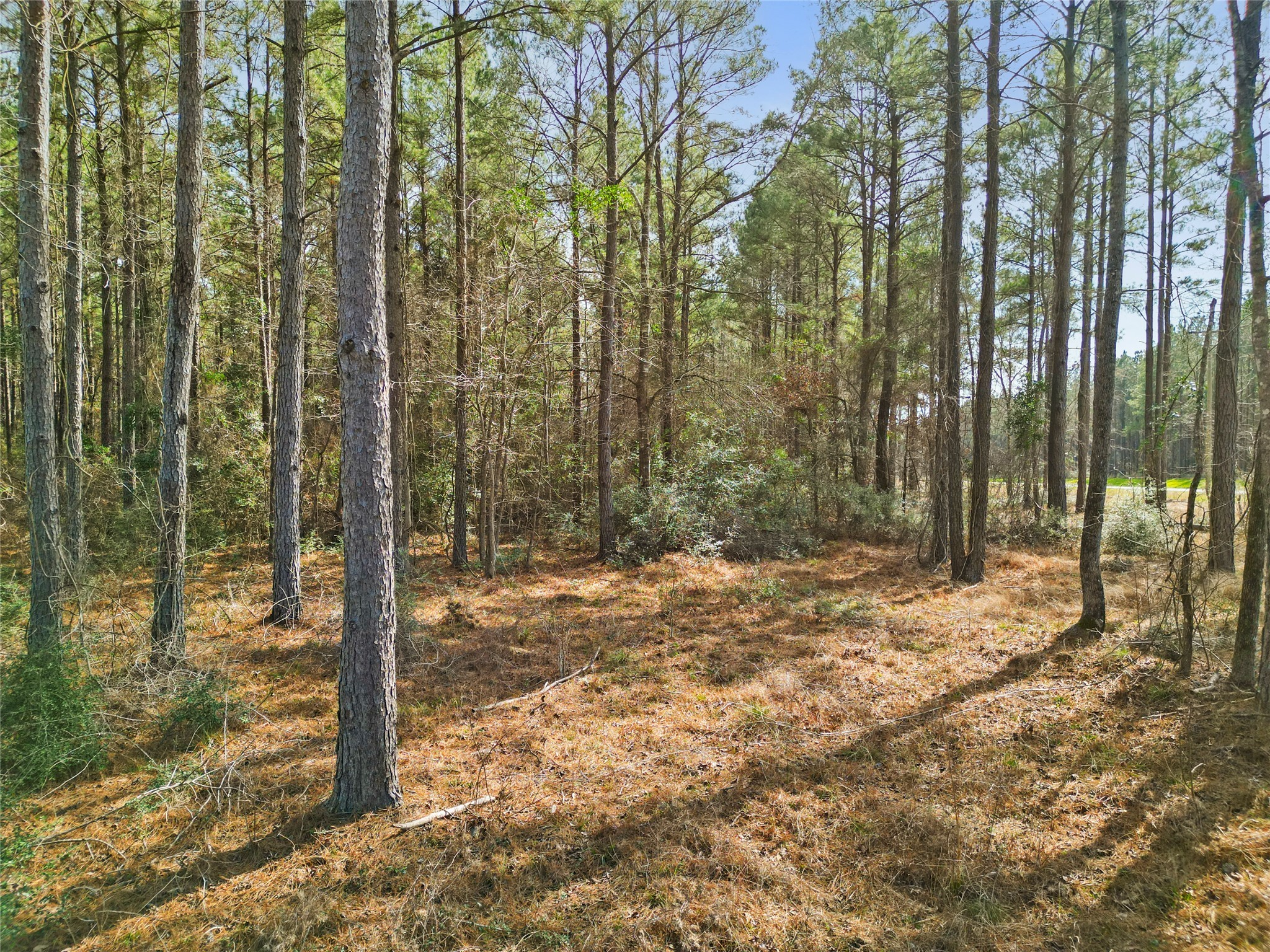 Tbd Queen Anne Way Huntsville, TX 77340 - Photo 6 of 13 a view of a forest filled with trees