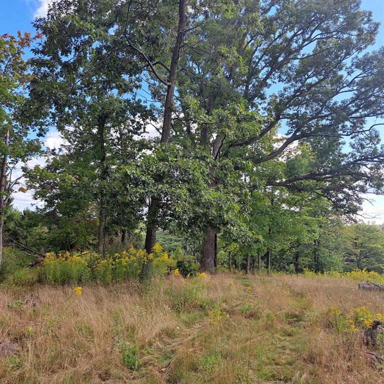 0 Chicora Road Karns City, PA 16041 - Photo 5 of 31 a view of a yard with a tree