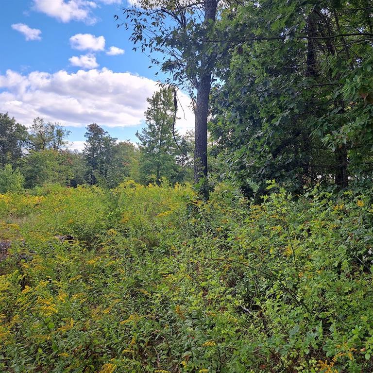 0 Chicora Road Karns City, PA 16041 - Photo 9 of 31 a view of a forest with a tree