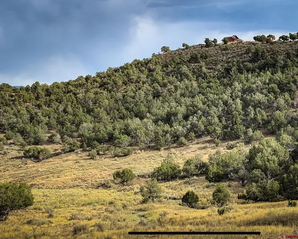 a view of a large tree with a mountain in the background